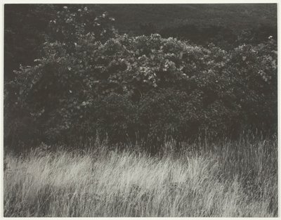 Seto y hierbas - Lago George, 1933 de Alfred Stieglitz