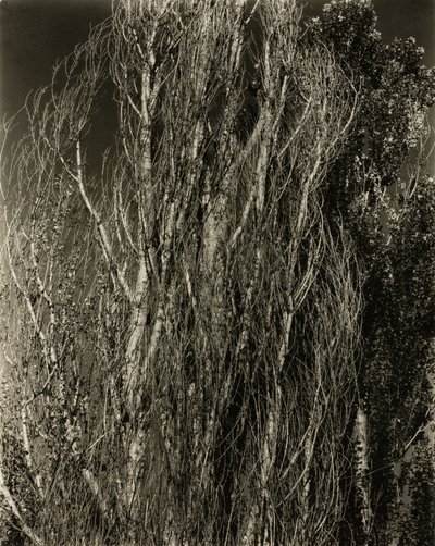 Álamos—Lago George de Alfred Stieglitz