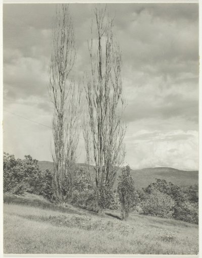 Álamos—Lago George de Alfred Stieglitz
