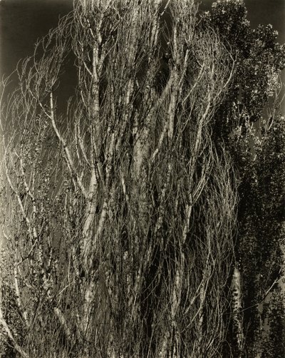 Álamos—Lago George de Alfred Stieglitz