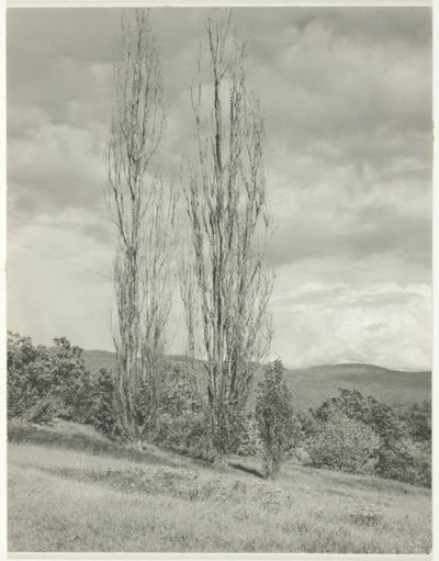 Álamos—Lago George de Alfred Stieglitz
