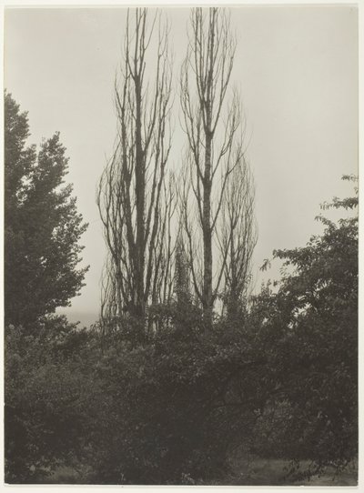 Álamos - Lago George de Alfred Stieglitz