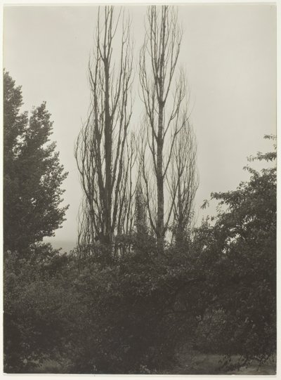Álamos - Lago George de Alfred Stieglitz