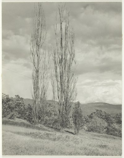 Álamos Lago George de Alfred Stieglitz