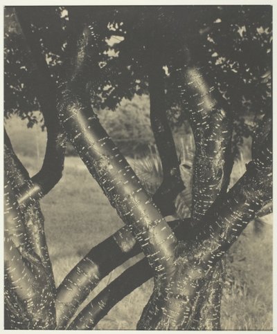 Los árboles danzantes, 1922 de Alfred Stieglitz