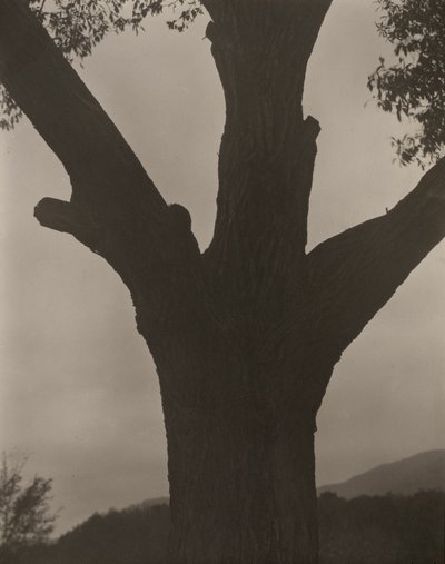 El castaño moribundo de Alfred Stieglitz