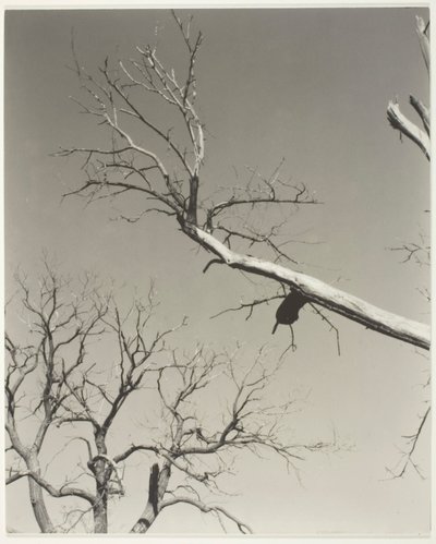 El castaño moribundo - Mi maestro de Alfred Stieglitz