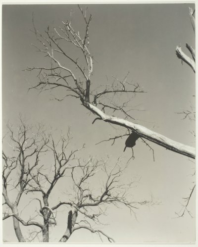 El castaño moribundo—Mi maestro, 1927 de Alfred Stieglitz