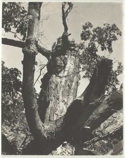 El viejo arce - Lago George, 1926 de Alfred Stieglitz