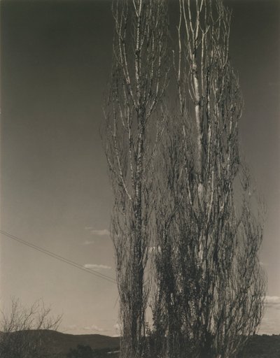 Los dos álamos, lago George de Alfred Stieglitz
