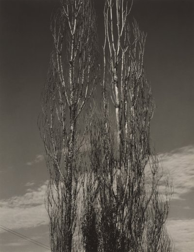 Los dos álamos, lago George de Alfred Stieglitz