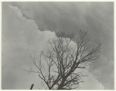 Conjunto de árboles 3 de Alfred Stieglitz