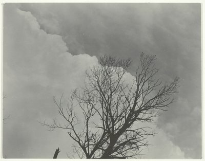 Conjunto de árboles 3 de Alfred Stieglitz