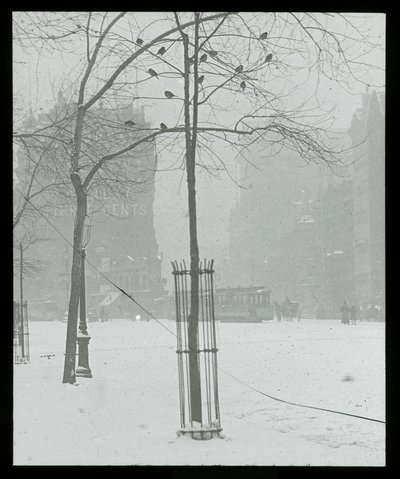 Árbol nevado, Nueva York de Alfred Stieglitz