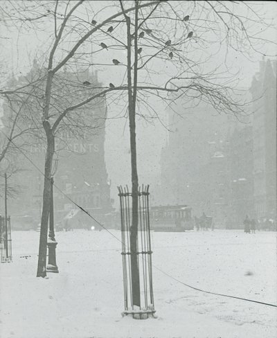 Árbol en la nieve, Ciudad de Nueva York, 1900-02 de Alfred Stieglitz
