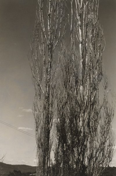 Dos álamos, lago George (recto) de Alfred Stieglitz