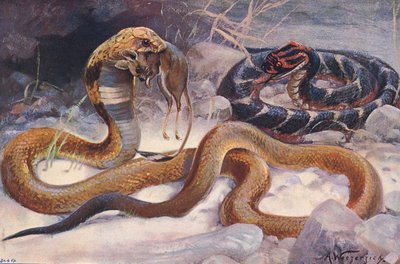 Cobra y víbora bufadora, ilustración de 