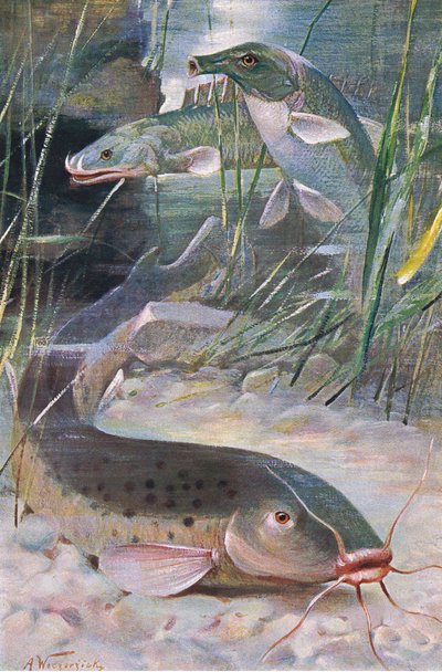 Bagre eléctrico, Bichir, Trunkfish, ilustración de