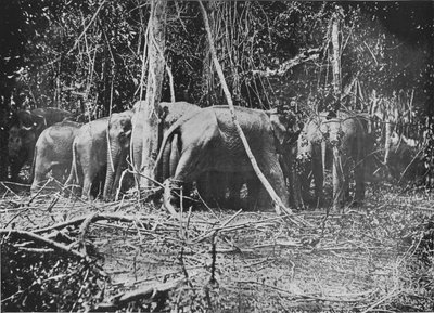Intentando rescatar a la vaca atada, c. 1890, 1910 de Alfred William Amandus Plate
