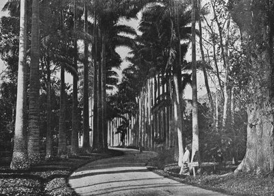 Palmas de repollo en los jardines de Peradeniya, c1890, 1910 de Alfred William Amandus Plate