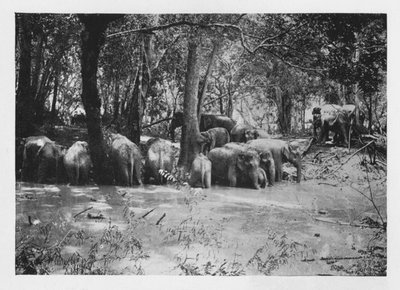 Captura de elefantes en Ceilán en un abrevadero dentro del corral, c. 1890, 1910 de Alfred William Amandus Plate