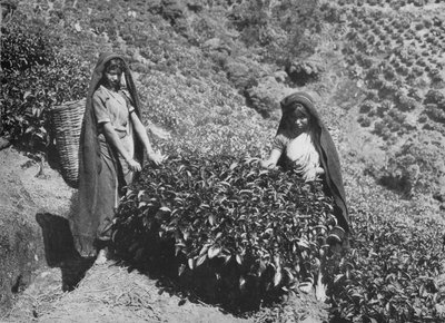 Recolectores en una plantación de té, Ceilán, c1890, 1910 de Alfred William Amandus Plate