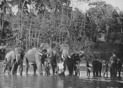 Elefantes Sagrados Bañándose en el Mahaweli Ganga en Katugastota, c1890, 1910 de Alfred William Amandus Plate