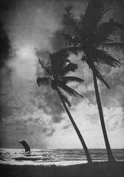 La orilla bordeada de palmeras al atardecer de Alfred William Amandus Plate