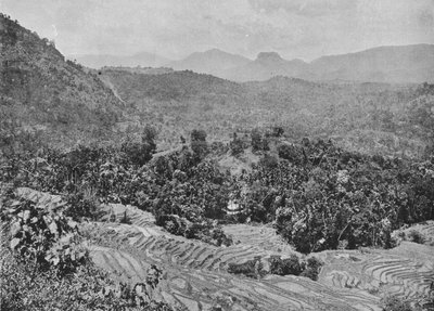 Vista del campo de arroz desde el paso de Kadugannawa, c. 1890, 1910 de Alfred William Amandus Plate