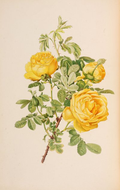 Ilustración de El género rosa por Ellen Willmott de Alfred William Parsons