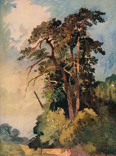 Estudio de Árboles, c1880 de Alfred William Rich