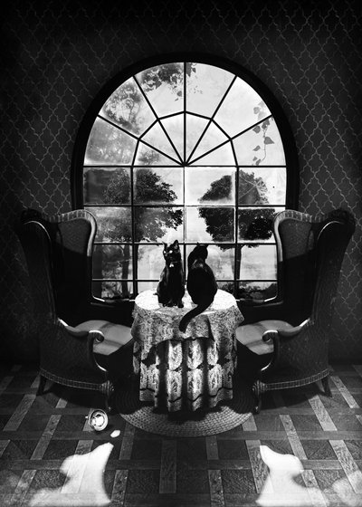 Los misteriosos gatos negros de Ali Gulec