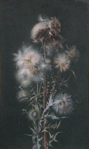 Cardo de Alice Gray