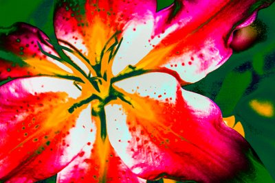 California Lily, 2016 (fotografía pintada a mano) de Alice Gur-Arie