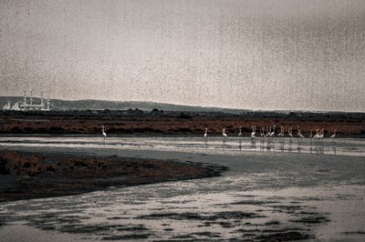 Congregación, de la serie Flamencos de Camarga, 2017 (fotografía repintada a mano). de Alice Gur-Arie