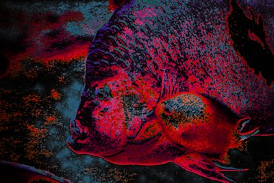 Fingerling, 2018 (fotografía pintada a mano) de Alice Gur-Arie