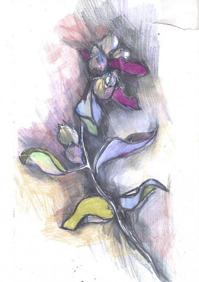 Boceto botánico a todo color de Alice White