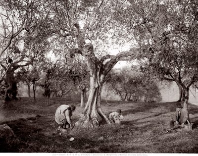 Niños recogiendo aceitunas entre los olivos, en una colina en Santa Margherita a Montici, Florencia (foto en b/n) de Fratelli Alinari