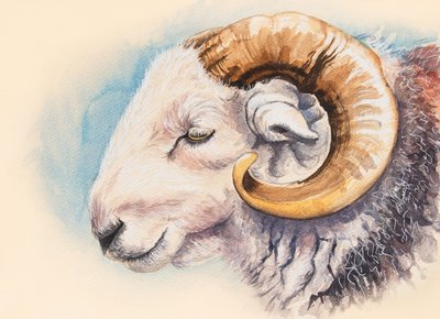 Un Carnero Herdwick de Alison Cooper