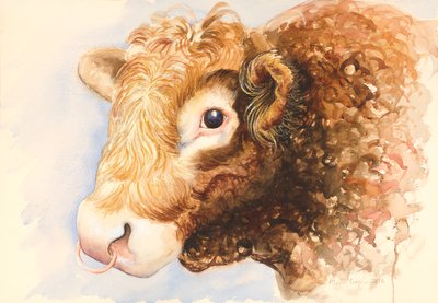 Adán el toro, 2016, acuarela de Alison Cooper