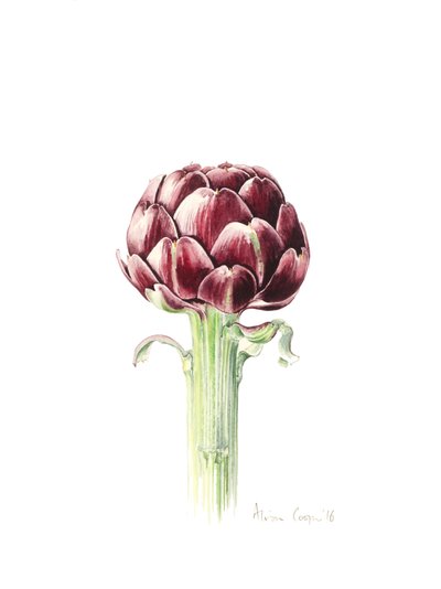 Alcachofa del mercado romano, 2016 de Alison Cooper