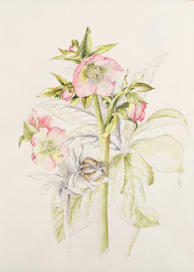 Helleboros de Alison Cooper