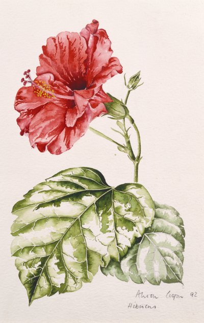 Hibisco (carmesí), 1992 de Alison Cooper