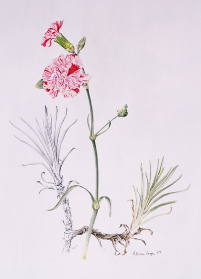 Variedad antigua de Dianthus, 1997 de Alison Cooper