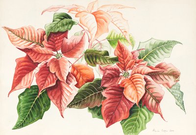 Pointsettia, 2000 (acuarela) de Alison Cooper