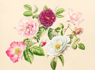 Rosas del jardín, 2020 (acuarela) de Alison Cooper
