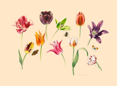 Tulipanes de primavera e insectos de Alison Cooper