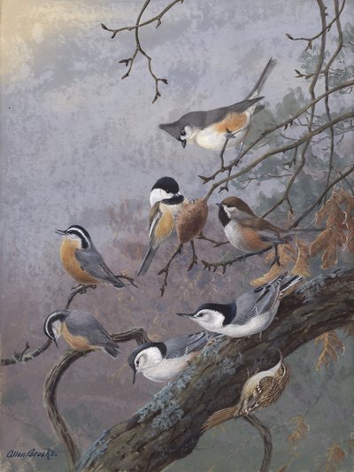 Mezcla para pájaros, de Allan Brooks de Allan Brooks