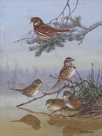 «Sparrow», de Allan Brooks de Allan Brooks