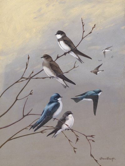 «Swallow», de Allan Brooks de Allan Brooks